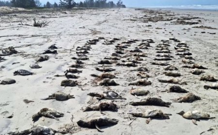 Mais de 350 pinguins são encontrados mortos em Ilha Comprida, no litoral de SP
