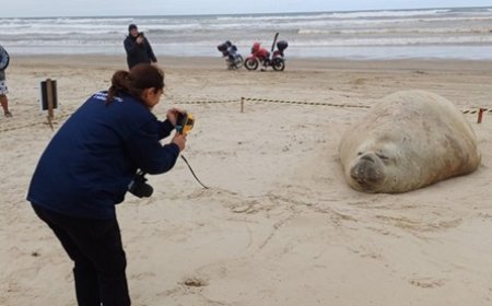Homem é multado após importunar elefante-marinho em praia de SC