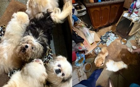 Polícia resgata mais de 120 animais em situação de maus-tratos