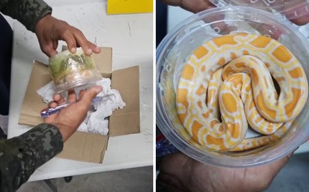 Funcionários dos Correios encontram cobra píton em caixa de encomenda