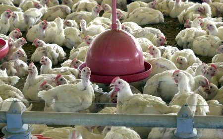 Quatro países retiram restrições à carne de frango do Brasil