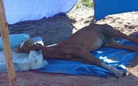 Polícia Civil resgata cavalo e tutor é conduzido em flagrante