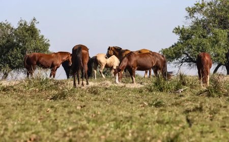 Três pessoas tiveram encefalite equina venezuelana no AM, diz Fiocruz
