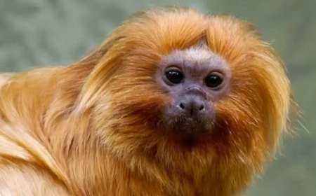 Micos-leões-dourados resgatados do tráfico voltam à natureza