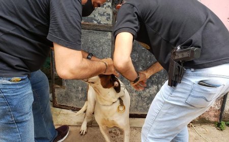 Escândalo em Cordeiro: servidores dopam e deixam cães para morrer