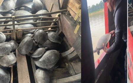 Polícias Civil e Militar prendem homem por caça ilegal de mais de quatro toneladas de quelônios