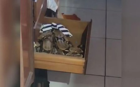 Morador encontra cobra dentro de gaveta do guarda-roupa: 'Muito assustado pelo perigo'