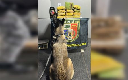 PM apreende quase 14 kg de skunk escondidos em sacos de macaxeira em embarcação