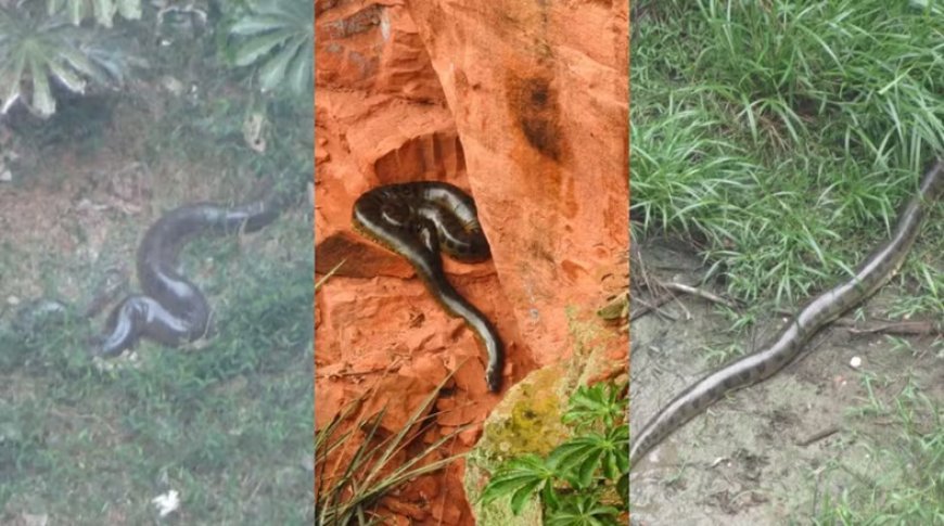 Veja a sucuri gigante que vive isolada em buraco milenar de MS
