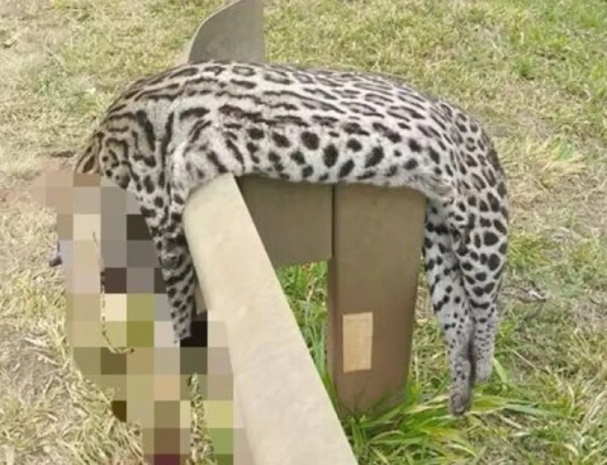 Jaguatirica é encontrada morta em cima de cerca às margens de rodovia