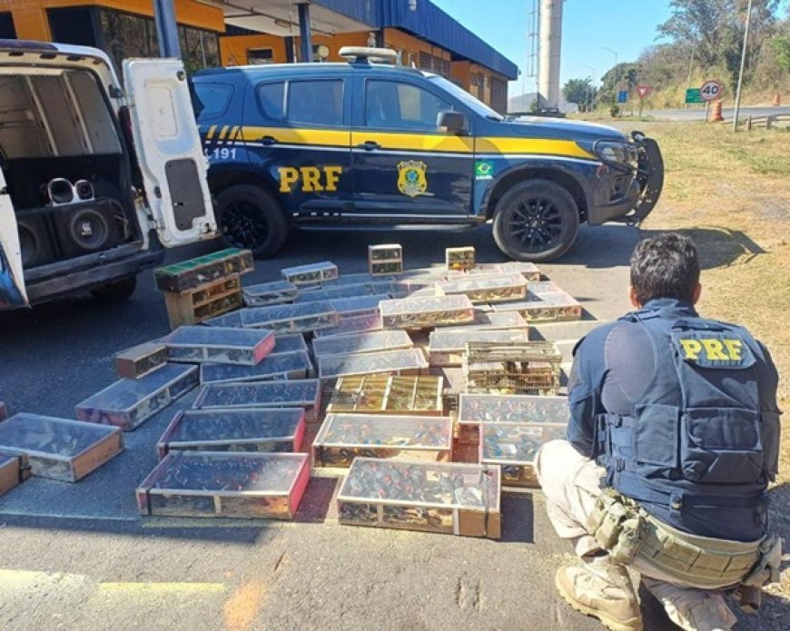 PRF resgata cerca de 1.400 aves silvestres transportadas em condições de maus-tratos em Sete Lagoas/MG