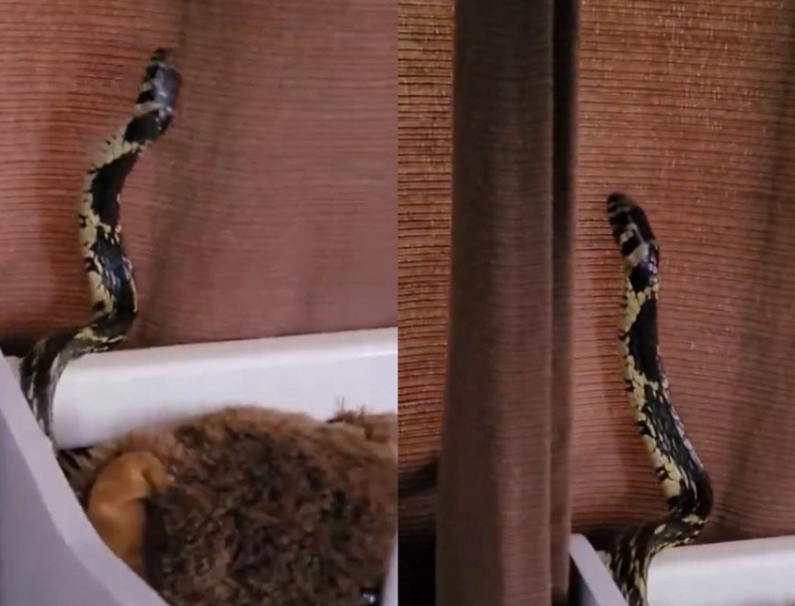 Família leva susto ao encontrar cobra dentro de berço de bebê em SC