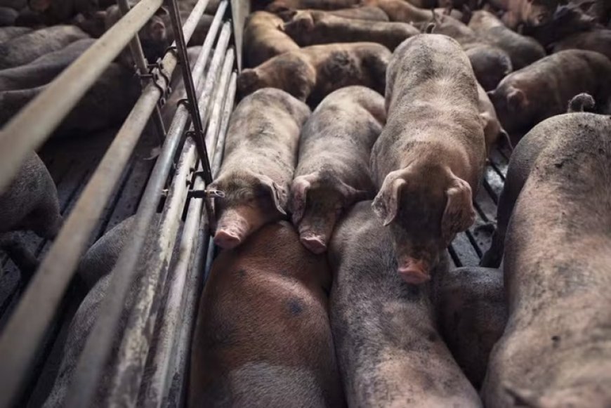 Fazendeiro é acusado de alimentar porcos com corpos de mulheres