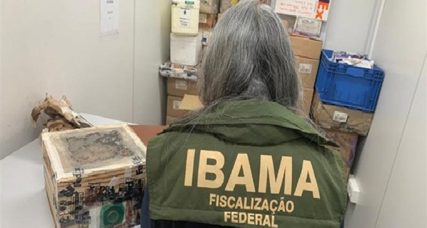 Ibama impede tentativa de tráfico internacional de 400 abelhas