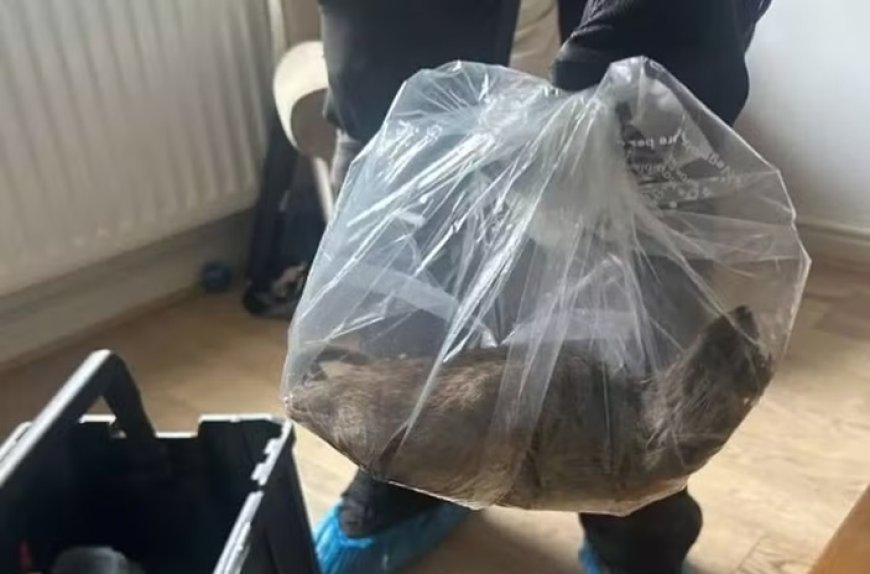 Rato gigante de 56 centímetros é abatido no Reino Unido