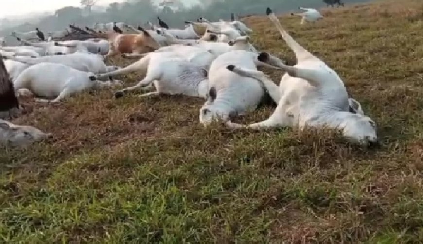 Queda de raio mata 16 animais em fazenda de Rondônia