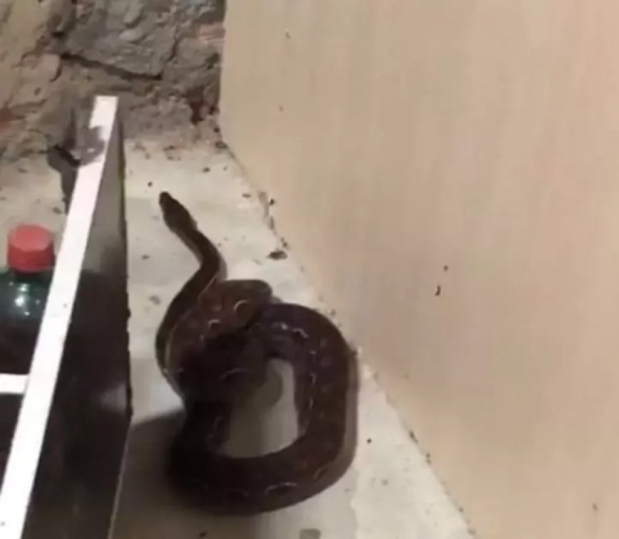 Grávida leva susto ao encontrar cobra dentro de casa