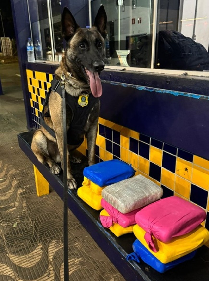 Cão farejador da PRF localiza entorpecente em ônibus na BR-364