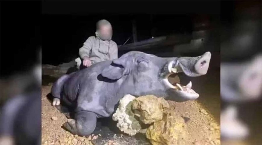 Javali gigante’ de cerca de 250kg é abatido por caçadores em fazenda