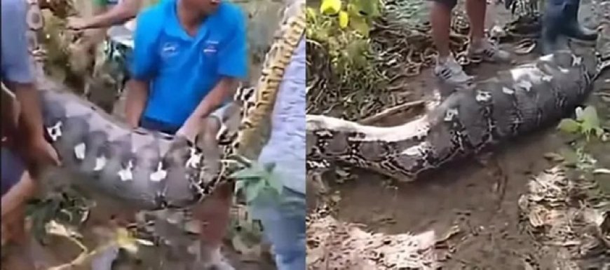 Agricultor é encontrado morto após ser engolido por píton de 8 metros; imagens são fortes