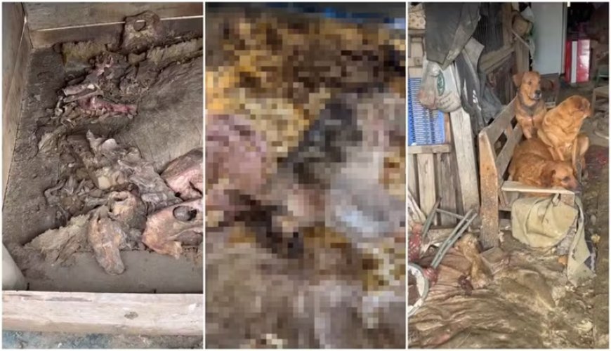 Cães são achados mortos em freezer de terreno que funcionava como abrigo em SC