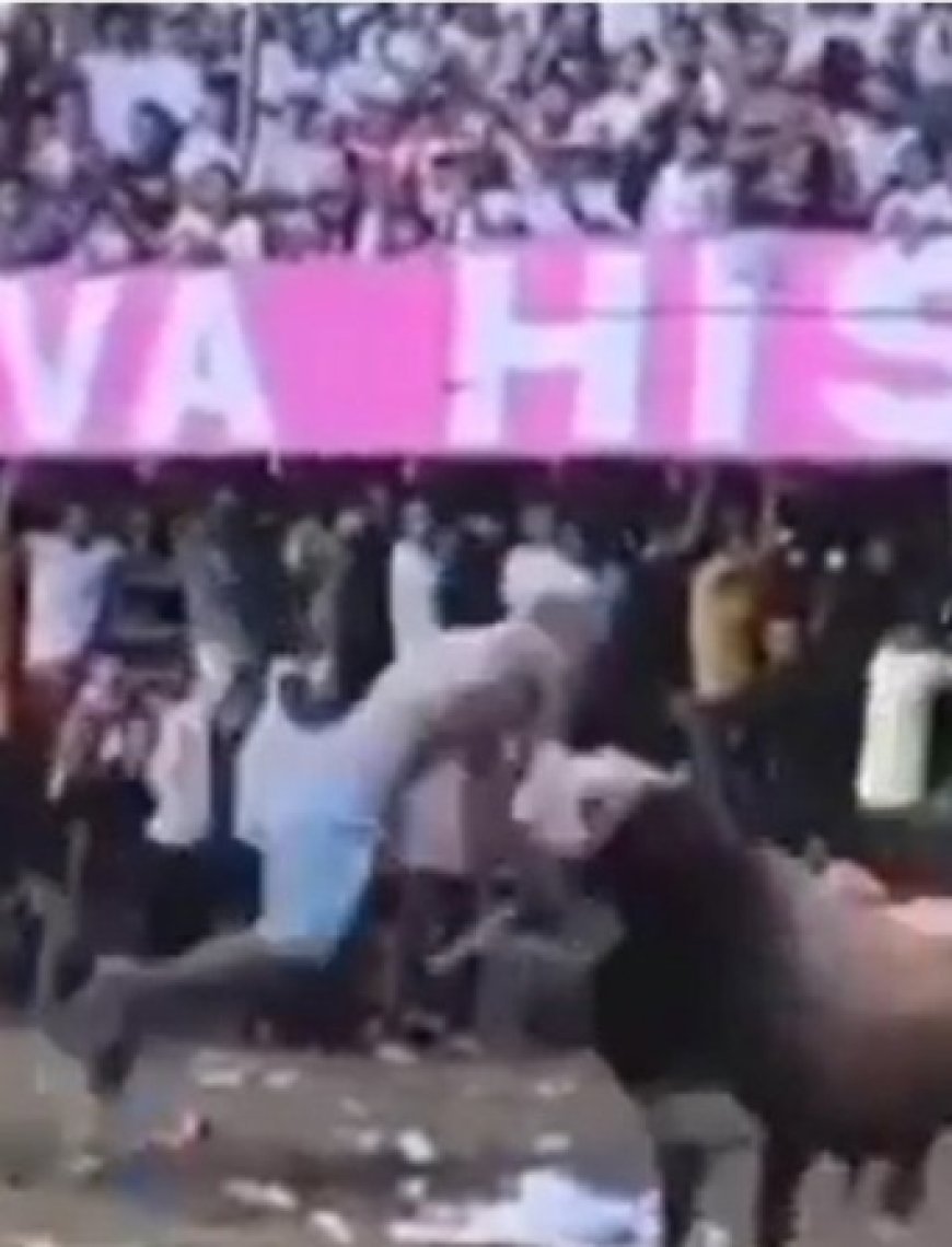 Vídeo: Homem morre após levar chifrada de touro no pescoço durante festival