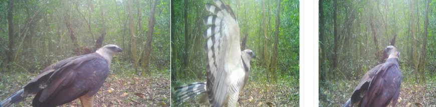 Ave de rapina rara é registrada pela primeira vez em vídeo no Parque Nacional do Iguaçu
