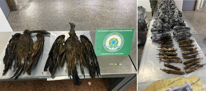 Cargas de 170 kg com aves e ratos empalhados são apreendidas em SP