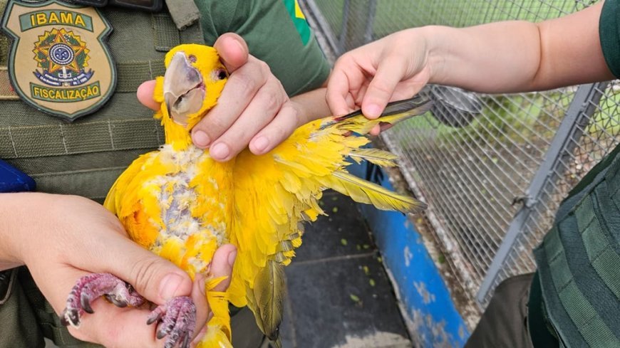 Mais de 200 aves silvestres são apreendidas em criatório no Rio de Janeiro