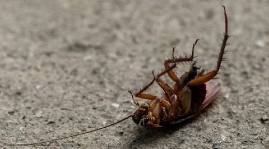 Baratas podem transmitir até 7 doenças graves; saiba