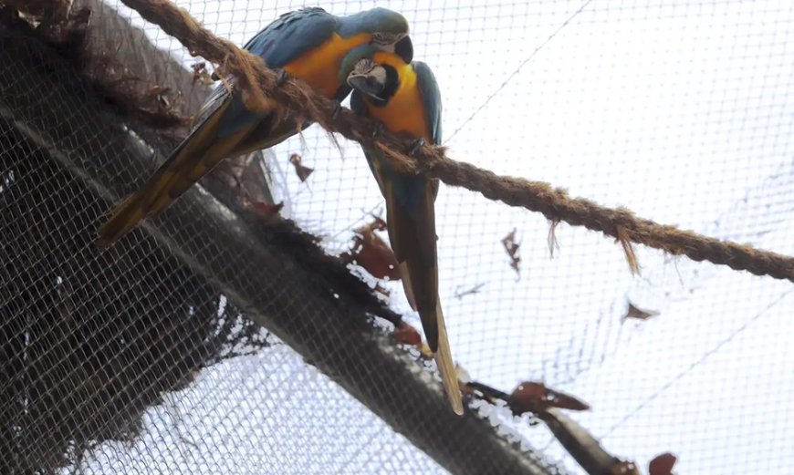 Zoológico do Rio reabre após interdição por casos de gripe aviária