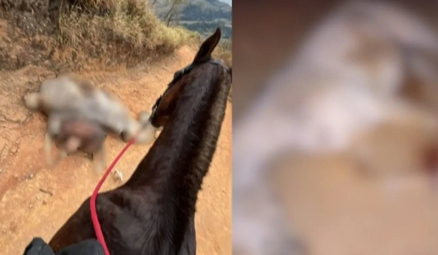 Cavalo mutilado: animal caiu por exaustão após ser forçado a cavalgar 15 km