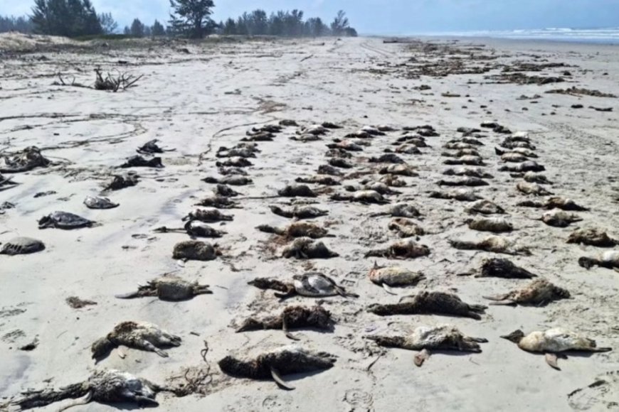 Mais de 350 pinguins são encontrados mortos em Ilha Comprida, no litoral de SP