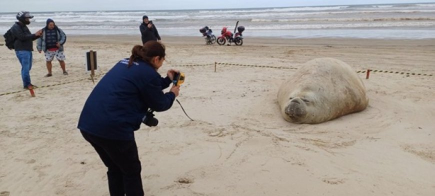 Homem é multado após importunar elefante-marinho em praia de SC