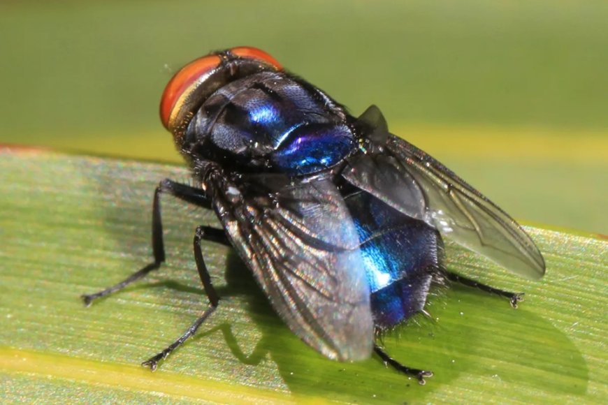 Primeiro caso de mosca-da-bicheira em humanos é confirmado nos EUA