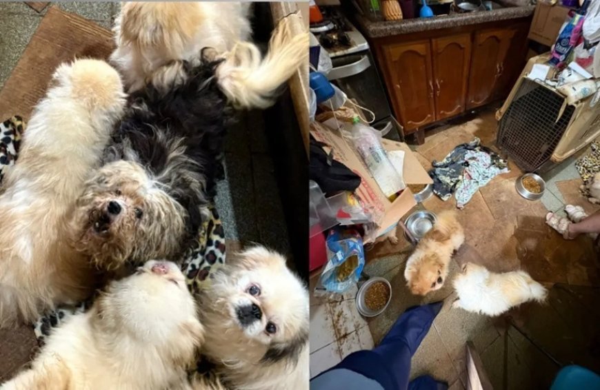 Polícia resgata mais de 120 animais em situação de maus-tratos