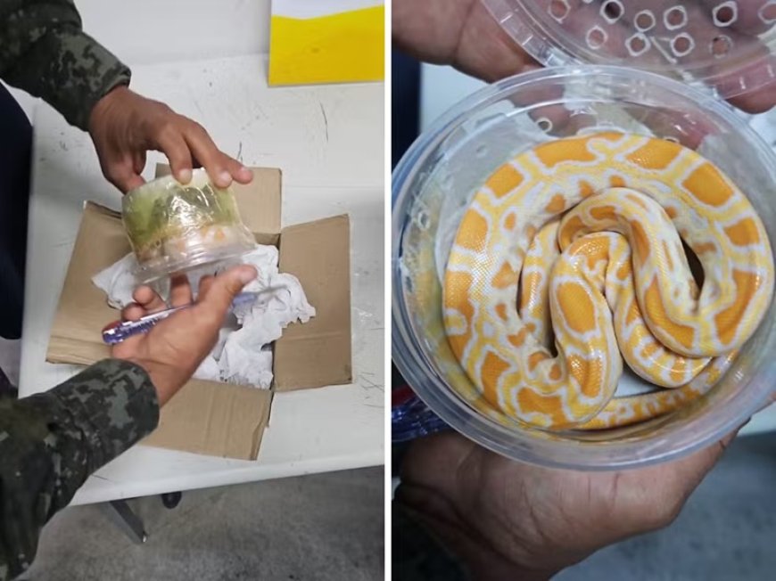 Funcionários dos Correios encontram cobra píton em caixa de encomenda
