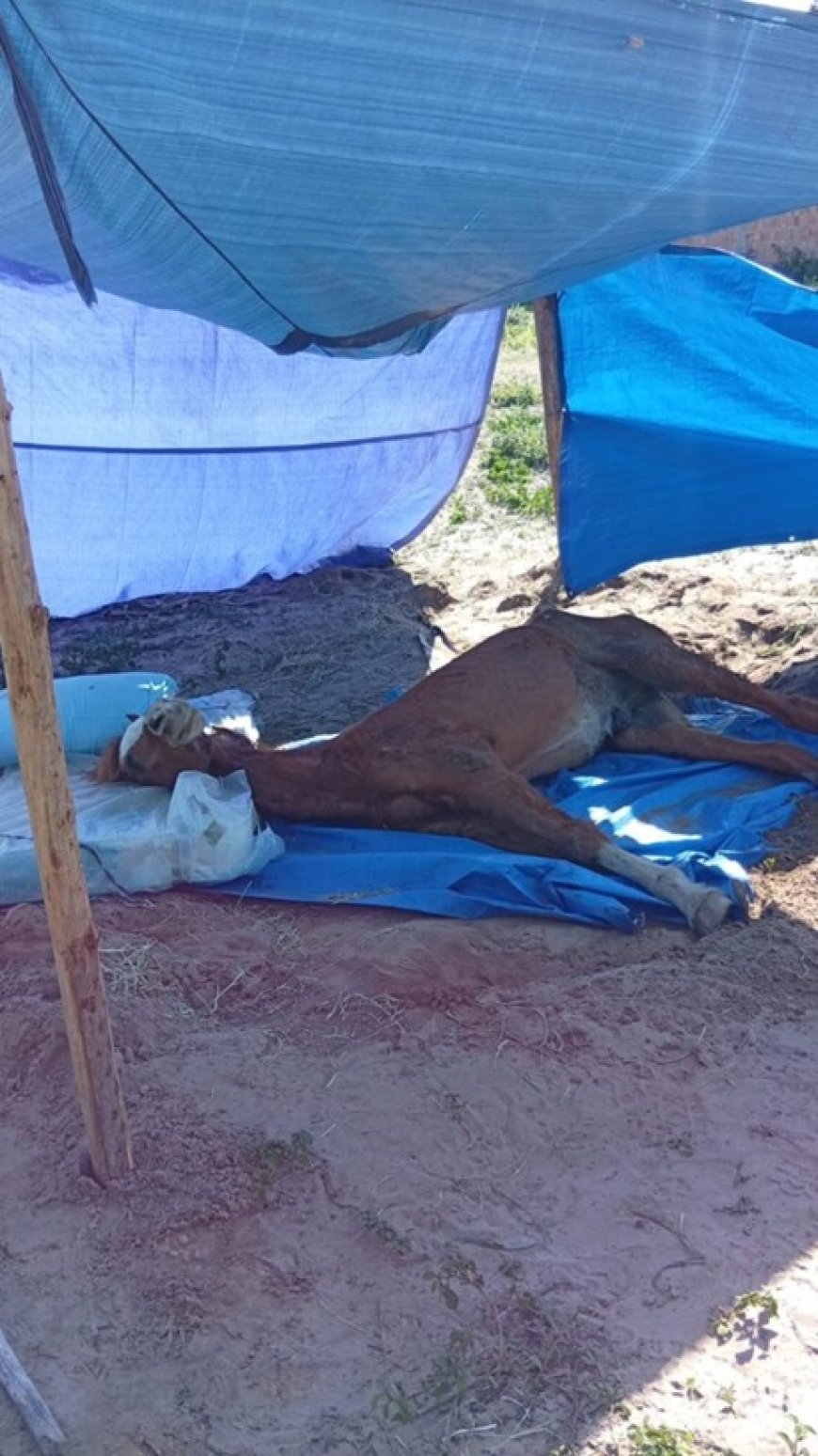 Polícia Civil resgata cavalo e tutor é conduzido em flagrante