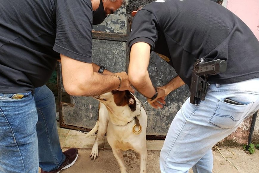 Escândalo em Cordeiro: servidores dopam e deixam cães para morrer