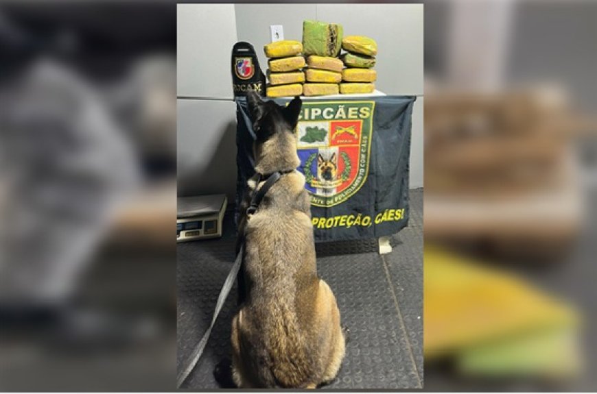 PM apreende quase 14 kg de skunk escondidos em sacos de macaxeira em embarcação