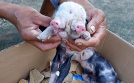 Porco nasce com duas cabeças em distrito de Feira de Santana e chama atenção de moradores
