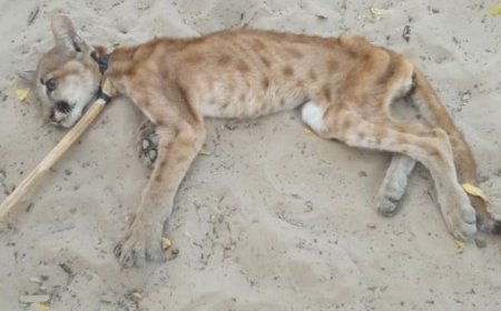 Filhote de onça resgatado no Piauí recebe cuidados do Ibama