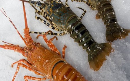 Ibama apreende 658 kg de lagosta transportada ilegalmente na Paraíba