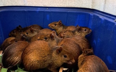 Ibama resgata 41 animais silvestres em churrascaria no Piauí