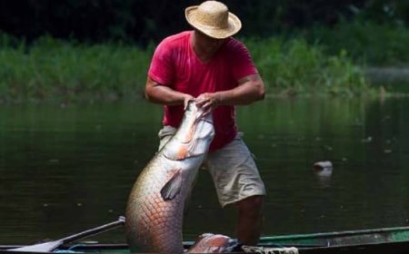 Pesca de 19 mil pirarucus é autorizada em reserva ambiental do Amazonas