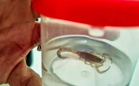 Com a chegada do calor, aumentam os casos de acidentes com escorpiões