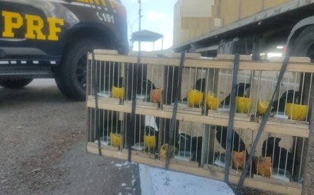 PRF resgata 60 animais silvestres e apreende rebites em Milagres (BA); VEJA O VÍDEO