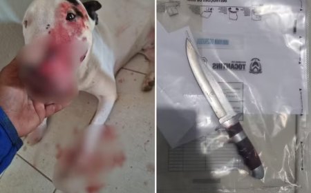 Suspeito de esfaquear focinho e patas de cachorro é preso pela Polícia Civil