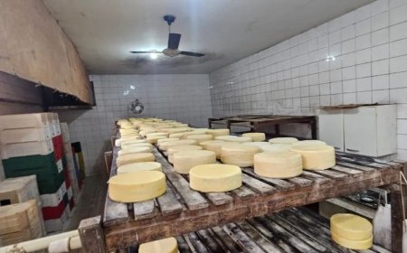 Queijaria clandestina é interditada e mais de 250 kg de queijo vão pro lixo
