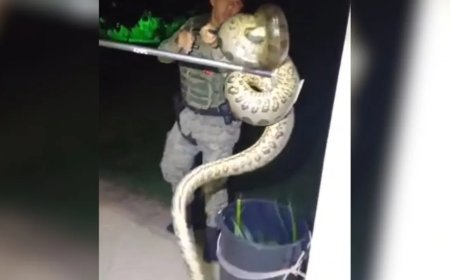 Vídeo: Sucuri de dois metros é capturada por PMs em Salvador